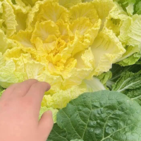 湖北精品黃心大白菜主要對接全國市場產(chǎn)地直