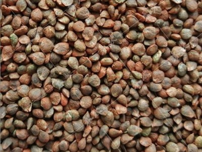 雜交大葉菠菜種子 500g包衣菠菜種子 春秋易種植大小葉菠菜籽